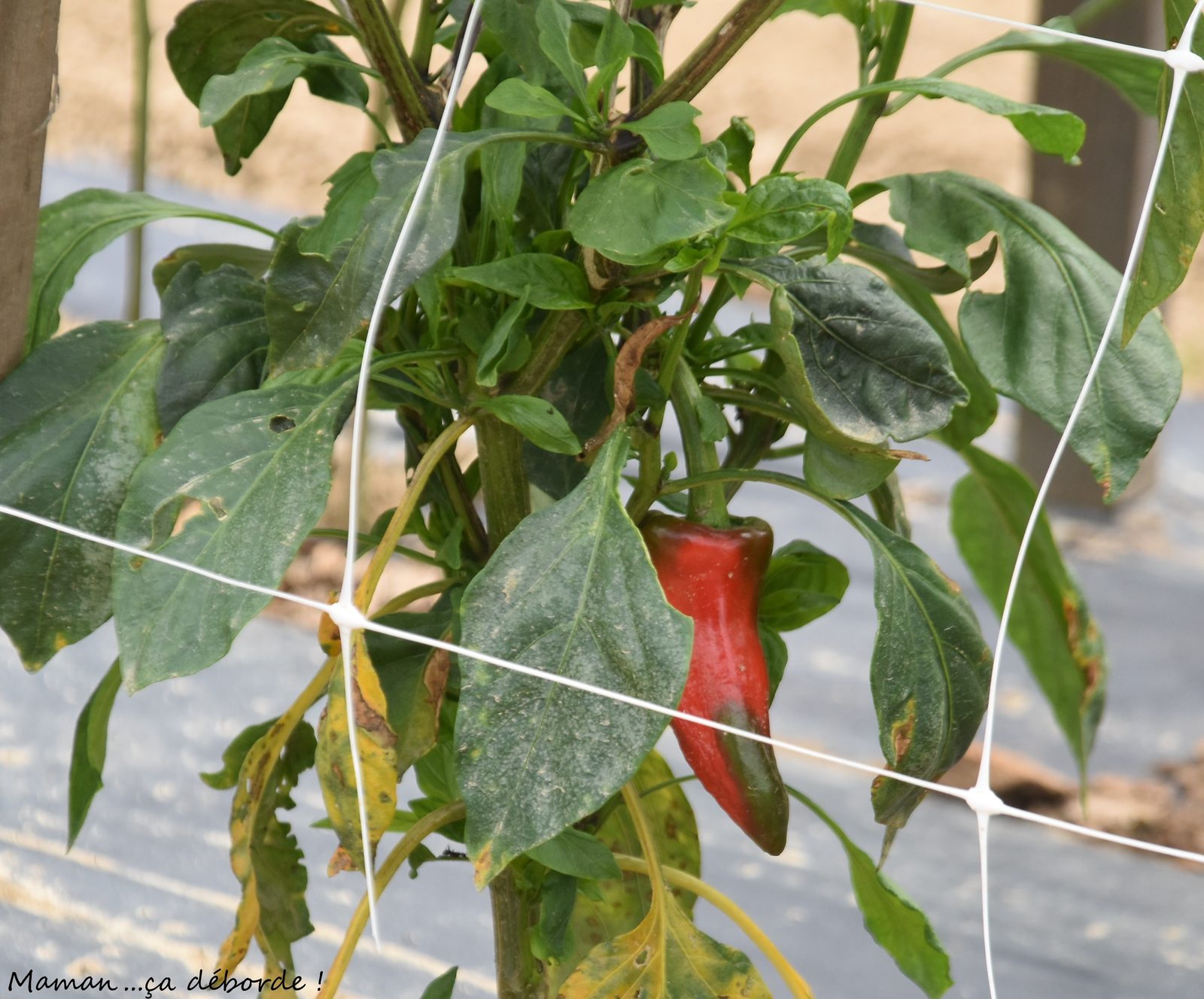 Piment d'Espelette